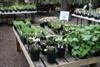 plant sale area-4